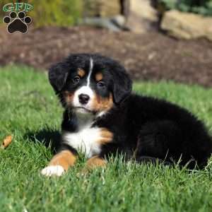 Jewel, Bernese Mountain Dog Puppy